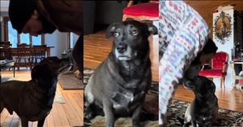 Dog’s Adorable Demand For Forehead Kiss Before Eating Melts Hearts