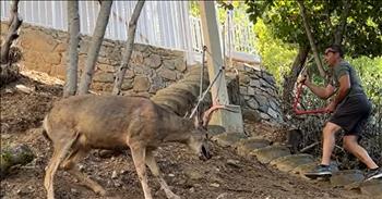 Man’s Compassionate Act Frees Frightened Deer Trapped In Chain