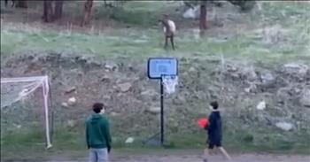 Elk Kicks Up Fun In Surprise Soccer Game With Young Man