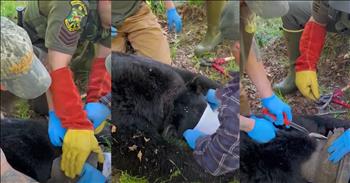 Wildlife Officials Rescue Bear With Milk Can Around Its Neck for Weeks