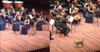 Cat Steals the Show with Surprise Appearance During Orchestra’s Performance