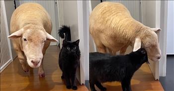 Cat and Sheep’s Unlikely Friendship Will Melt Your Heart