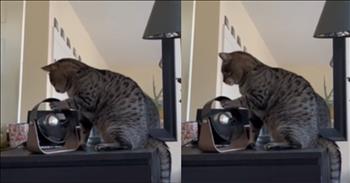 Cat’s Comical Interaction with a Fan Disrupts Owners’ Sleep