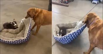 Dog Hilariously Refuses to Share with Playful Puppy