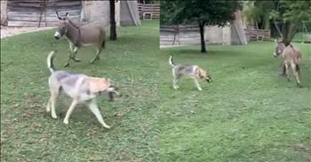 Pup and Donkey Play an Adorably Cute Game of Chase