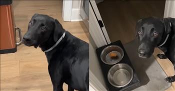 Precious Pup Refuses to Eat Without Owner’s Pre-Meal Prayer