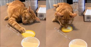 Cat’s Hilarious Performance to Snag Some Ice Cream Will Leave You in Stitches