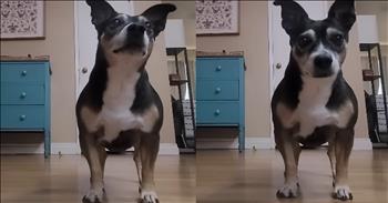 Adorable Dog’s Sweet Display Of Love and Patience While Waiting for Its Owner Will Melt Your Heart